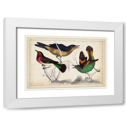 Tropical Bird Trio II White Modern Wood Framed Art Print with Double Matting by Unknown