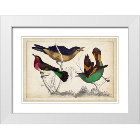 Tropical Bird Trio II White Modern Wood Framed Art Print with Double Matting by Unknown