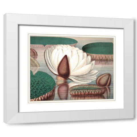 Vintage Water Lily I White Modern Wood Framed Art Print with Double Matting by Vision Studio