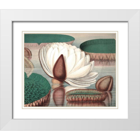 Vintage Water Lily I White Modern Wood Framed Art Print with Double Matting by Vision Studio