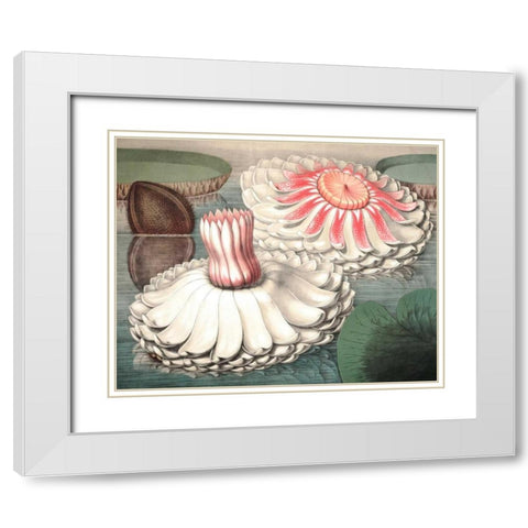 Vintage Water Lily II White Modern Wood Framed Art Print with Double Matting by Vision Studio