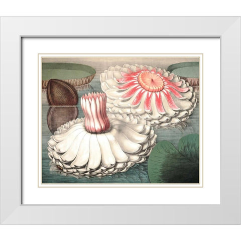 Vintage Water Lily II White Modern Wood Framed Art Print with Double Matting by Vision Studio