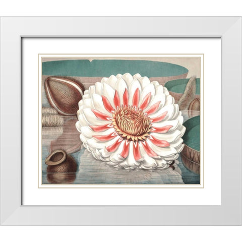 Vintage Water Lily III White Modern Wood Framed Art Print with Double Matting by Vision Studio
