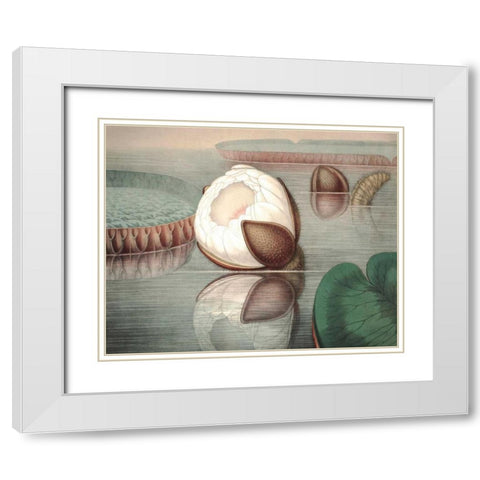 Vintage Water Lily IV White Modern Wood Framed Art Print with Double Matting by Vision Studio