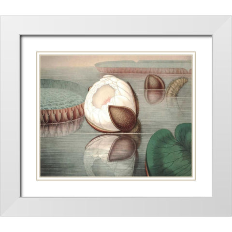 Vintage Water Lily IV White Modern Wood Framed Art Print with Double Matting by Vision Studio