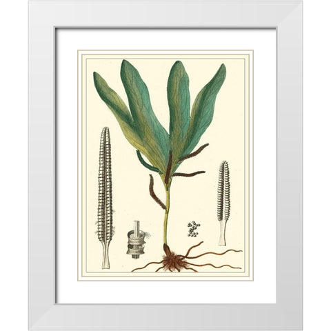 Small Foliage Botanique II White Modern Wood Framed Art Print with Double Matting by Turpin