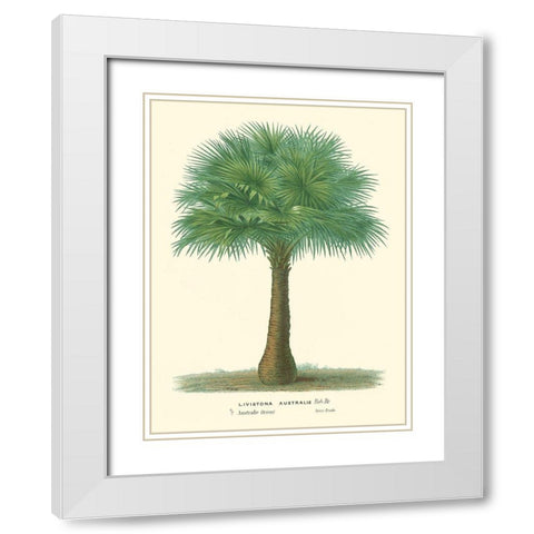 Small Palm of the Tropics I White Modern Wood Framed Art Print with Double Matting by Van Houtteano, Horto