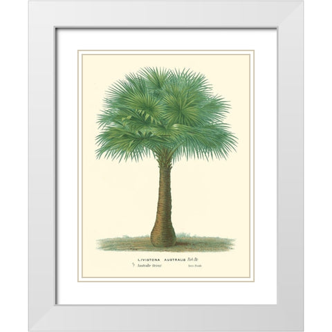 Small Palm of the Tropics I White Modern Wood Framed Art Print with Double Matting by Van Houtteano, Horto