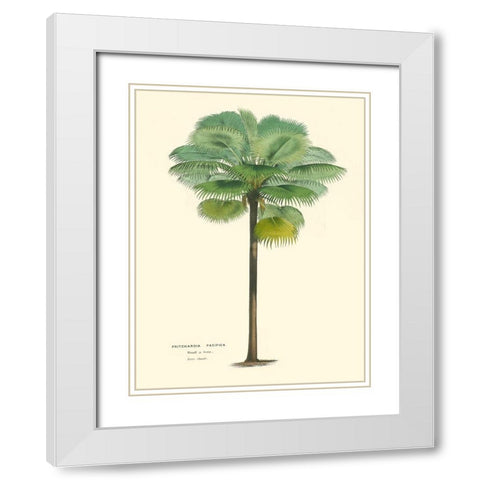 Small Palm of the Tropics II White Modern Wood Framed Art Print with Double Matting by Van Houtteano, Horto