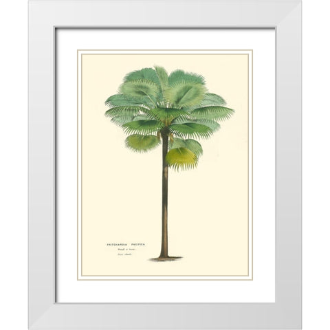 Small Palm of the Tropics II White Modern Wood Framed Art Print with Double Matting by Van Houtteano, Horto