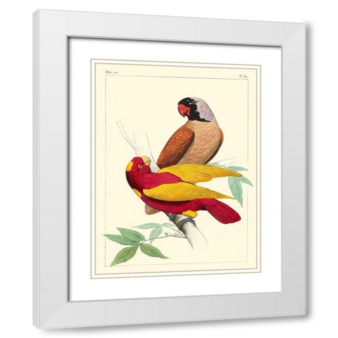 Small Lemaire Parrots II White Modern Wood Framed Art Print with Double Matting by Lemaire, C.L.