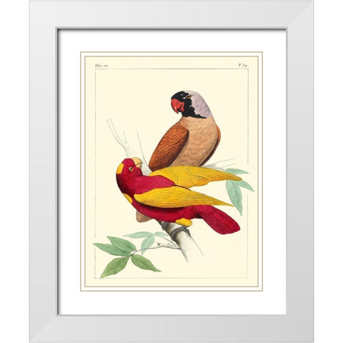 Small Lemaire Parrots II White Modern Wood Framed Art Print with Double Matting by Lemaire, C.L.