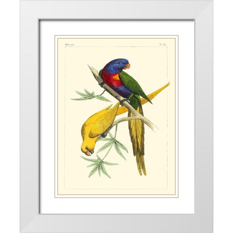 Small Lemaire Parrots IV White Modern Wood Framed Art Print with Double Matting by Lemaire, C.L.
