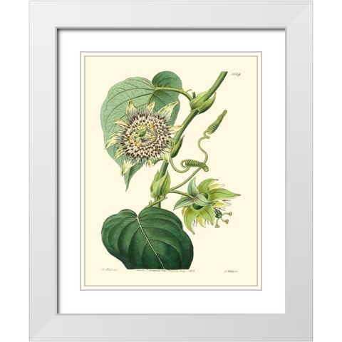 Small Antique Passion Flower I White Modern Wood Framed Art Print with Double Matting by Hart, M.