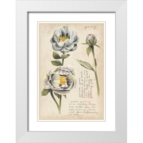 Garden Studies IV White Modern Wood Framed Art Print with Double Matting by Popp, Grace