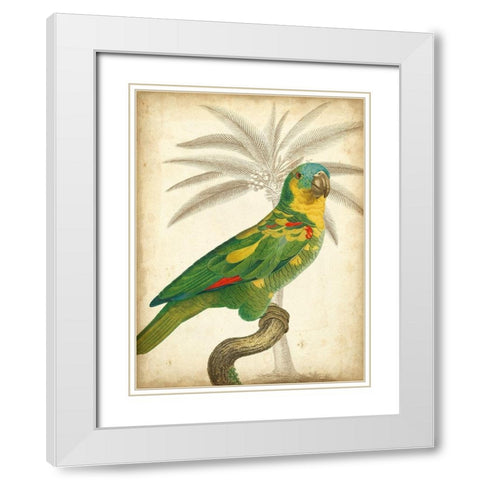 Custom Parrot and Palm II White Modern Wood Framed Art Print with Double Matting by Vision Studio