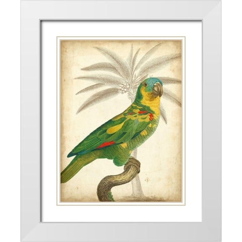 Custom Parrot and Palm II White Modern Wood Framed Art Print with Double Matting by Vision Studio