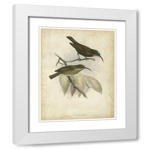 Custom Antique Gould Hummingbird I (ASH) White Modern Wood Framed Art Print with Double Matting by Gould, John