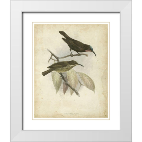 Custom Antique Gould Hummingbird I (ASH) White Modern Wood Framed Art Print with Double Matting by Gould, John