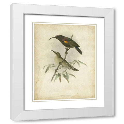 Custom Antique Gould Hummingbird II (ASH) White Modern Wood Framed Art Print with Double Matting by Gould, John