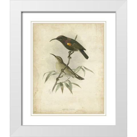 Custom Antique Gould Hummingbird II (ASH) White Modern Wood Framed Art Print with Double Matting by Gould, John