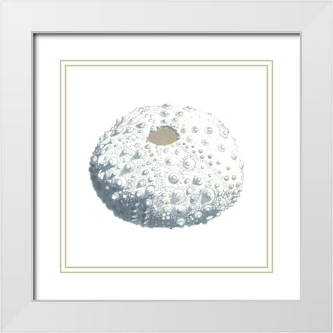 Seashore Souvenirs II White Modern Wood Framed Art Print with Double Matting by McCavitt, Naomi