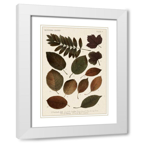 Autumnal Leaves II White Modern Wood Framed Art Print with Double Matting by Vision Studio