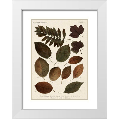 Autumnal Leaves II White Modern Wood Framed Art Print with Double Matting by Vision Studio
