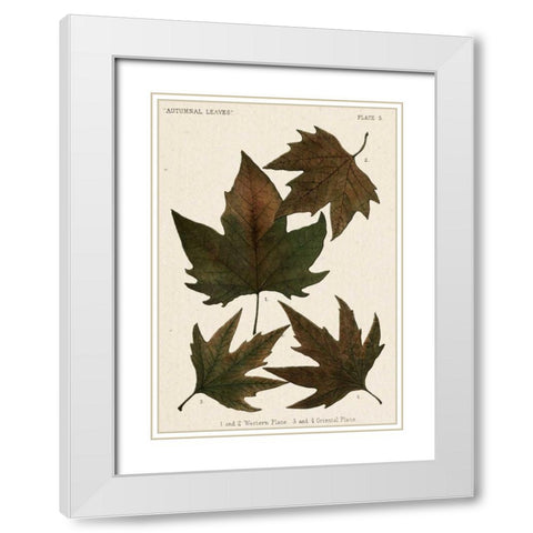 Autumnal Leaves IV White Modern Wood Framed Art Print with Double Matting by Vision Studio
