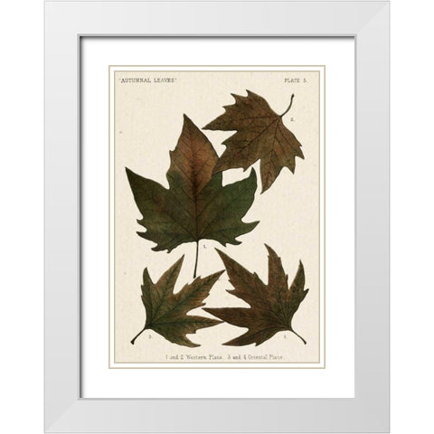 Autumnal Leaves IV White Modern Wood Framed Art Print with Double Matting by Vision Studio