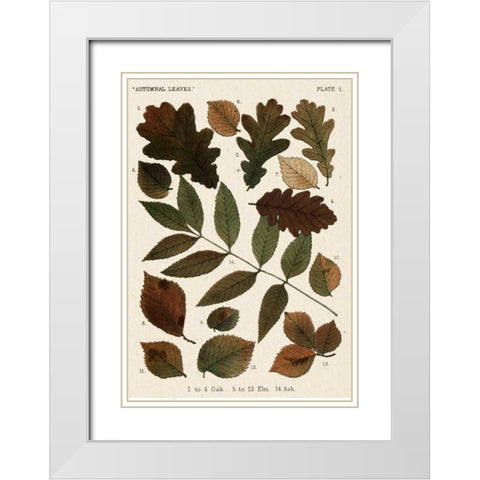 Autumnal Leaves V White Modern Wood Framed Art Print with Double Matting by Vision Studio