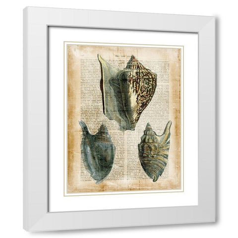 Small Antiquarian Seashells I White Modern Wood Framed Art Print with Double Matting by Vision Studio