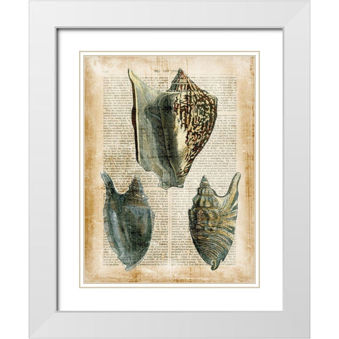 Small Antiquarian Seashells I White Modern Wood Framed Art Print with Double Matting by Vision Studio