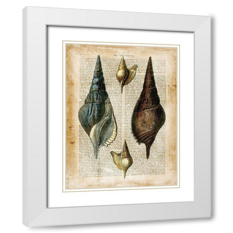 Small Antiquarian Seashells II White Modern Wood Framed Art Print with Double Matting by Vision Studio