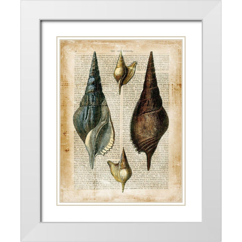 Small Antiquarian Seashells II White Modern Wood Framed Art Print with Double Matting by Vision Studio