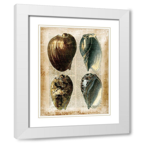 Small Antiquarian Seashells III White Modern Wood Framed Art Print with Double Matting by Vision Studio