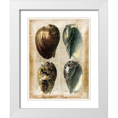 Small Antiquarian Seashells III White Modern Wood Framed Art Print with Double Matting by Vision Studio
