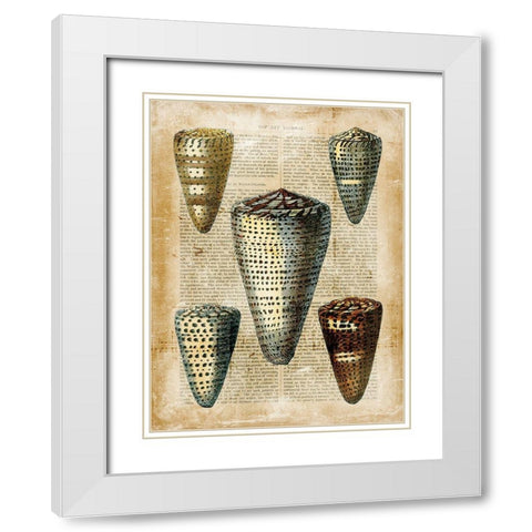 Small Antiquarian Seashells IV White Modern Wood Framed Art Print with Double Matting by Vision Studio