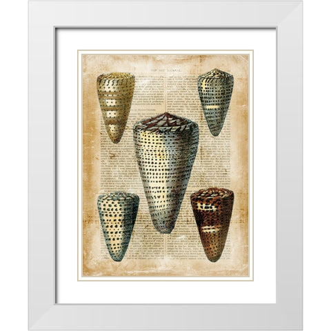 Small Antiquarian Seashells IV White Modern Wood Framed Art Print with Double Matting by Vision Studio