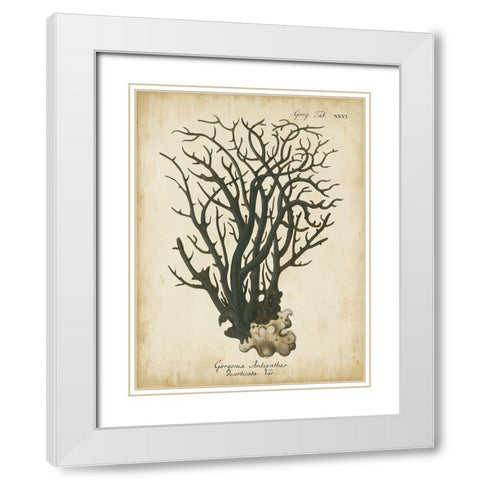 Small Esper Antique Coral I White Modern Wood Framed Art Print with Double Matting by Esper, Johann