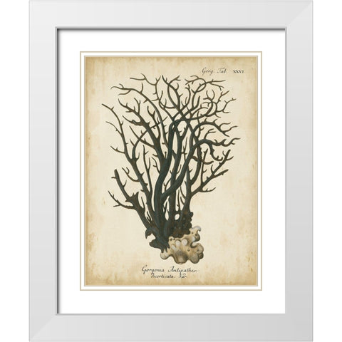 Small Esper Antique Coral I White Modern Wood Framed Art Print with Double Matting by Esper, Johann