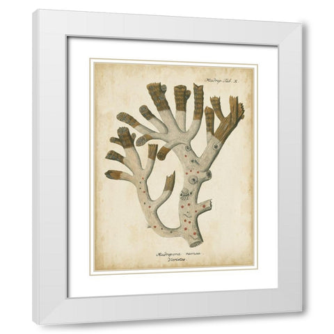 Small Esper Antique Coral II White Modern Wood Framed Art Print with Double Matting by Esper, Johann