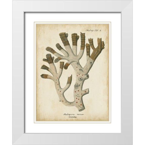 Small Esper Antique Coral II White Modern Wood Framed Art Print with Double Matting by Esper, Johann