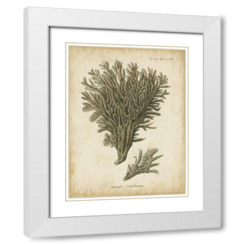 Small Esper Antique Coral III White Modern Wood Framed Art Print with Double Matting by Esper, Johann