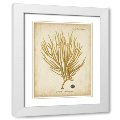 Small Esper Antique Coral IV White Modern Wood Framed Art Print with Double Matting by Esper, Johann