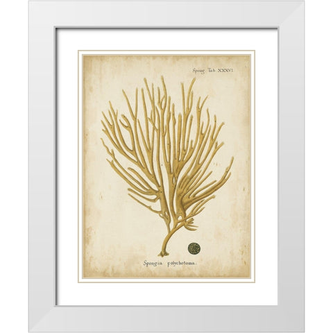 Small Esper Antique Coral IV White Modern Wood Framed Art Print with Double Matting by Esper, Johann