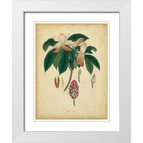 Custom Engelmann Botanical I (GC) White Modern Wood Framed Art Print with Double Matting by Engelmann