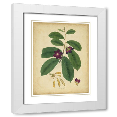 Custom Engelmann Botanical IV (GC) White Modern Wood Framed Art Print with Double Matting by Engelmann