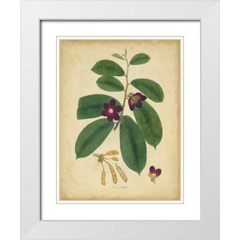 Custom Engelmann Botanical IV (GC) White Modern Wood Framed Art Print with Double Matting by Engelmann
