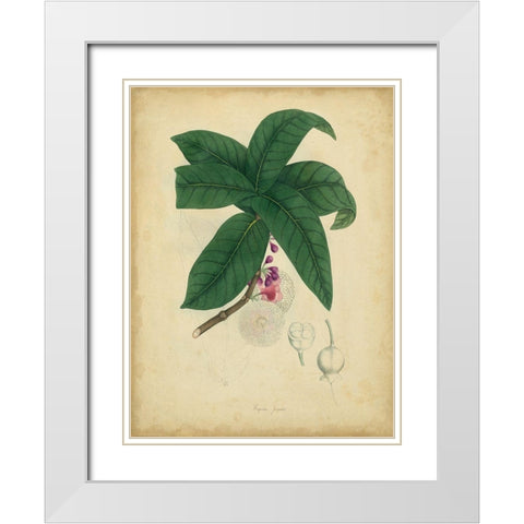 Custom Engelmann Botanical V (GC) White Modern Wood Framed Art Print with Double Matting by Engelmann